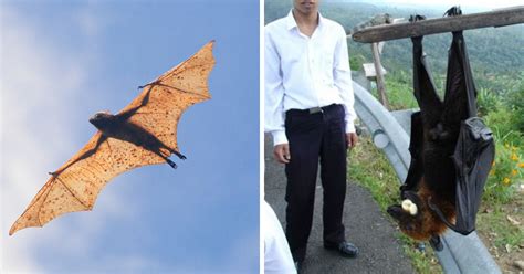 megabagets|The Megabat: The World’s Largest Bat Is Bigger Than You.
